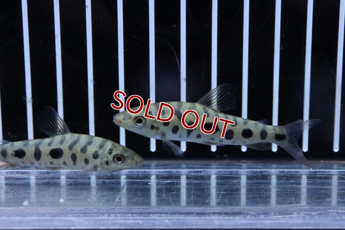 画像2: 【淡水魚】変わり種 レポリヌス ストロベリー ゴールデン【1匹 サンプル画像】(±5-6cm)(カラシン)(生体)(熱帯魚)NK (2)