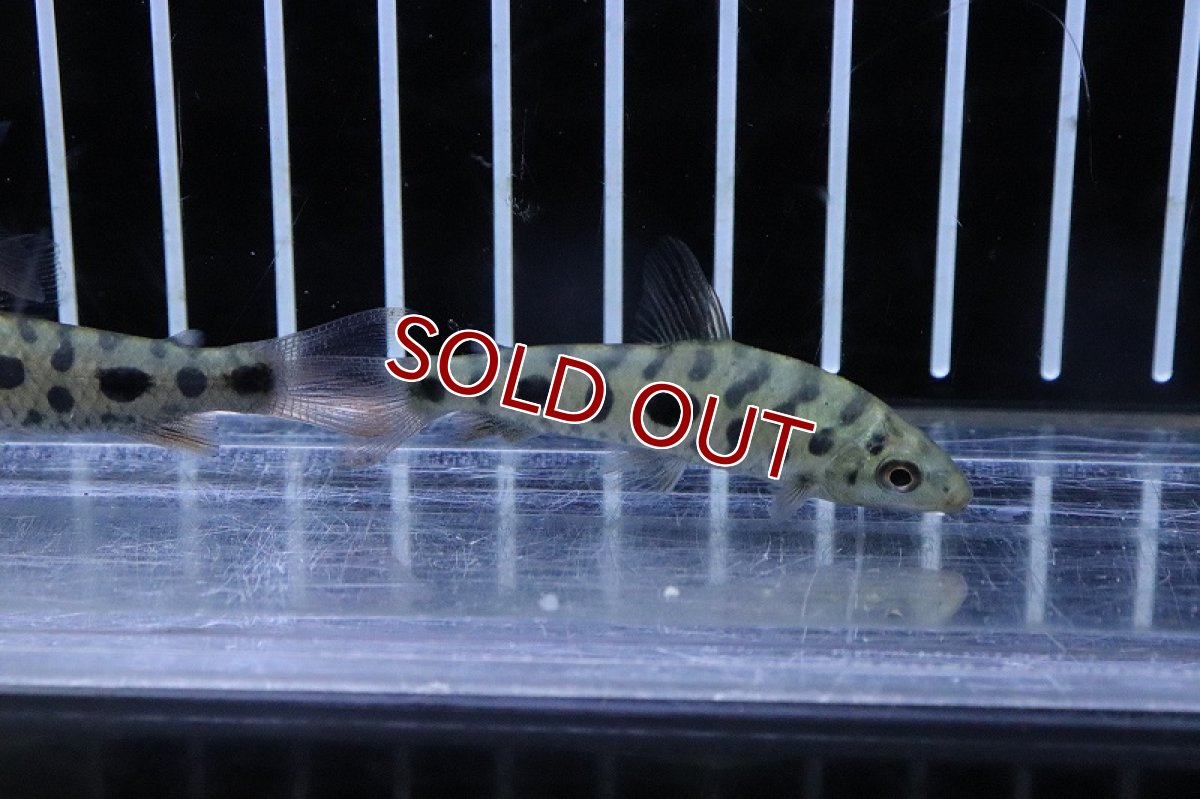 画像3: 【淡水魚】変わり種 レポリヌス ストロベリー ゴールデン【1匹 サンプル画像】(±5-6cm)(カラシン)(生体)(熱帯魚)NK (3)