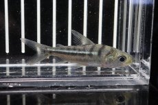 画像1: 【淡水魚】【通販】クリマタ ビッタータ ペルー産 ワイルド【1匹】(6cm)（生体）　(カラシン)（熱帯魚）NKCK (1)