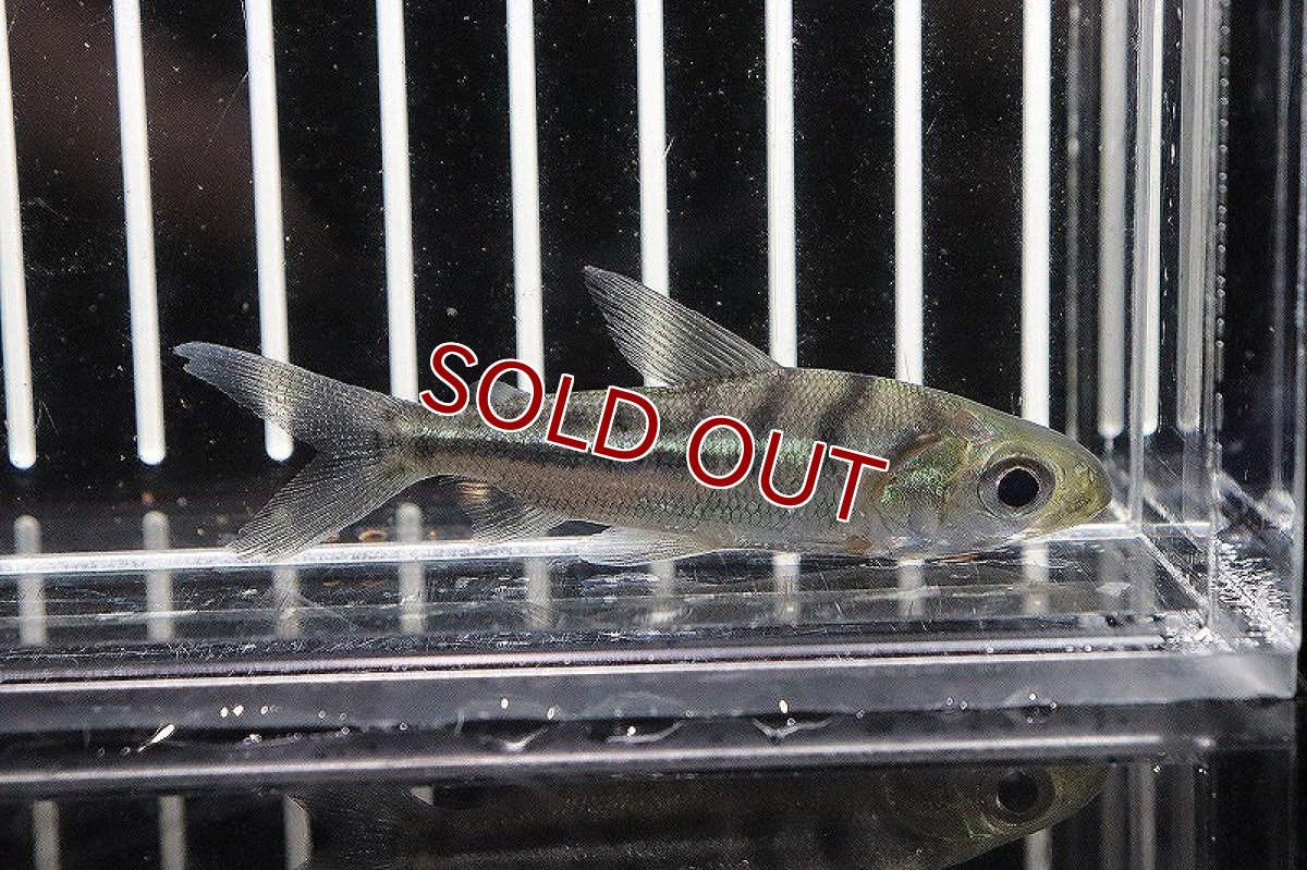 画像2: 【淡水魚】クリマタ ビッタータ ペルー産 ワイルド【1匹】(6cm)（生体）　(カラシン)（熱帯魚）NKCK (2)