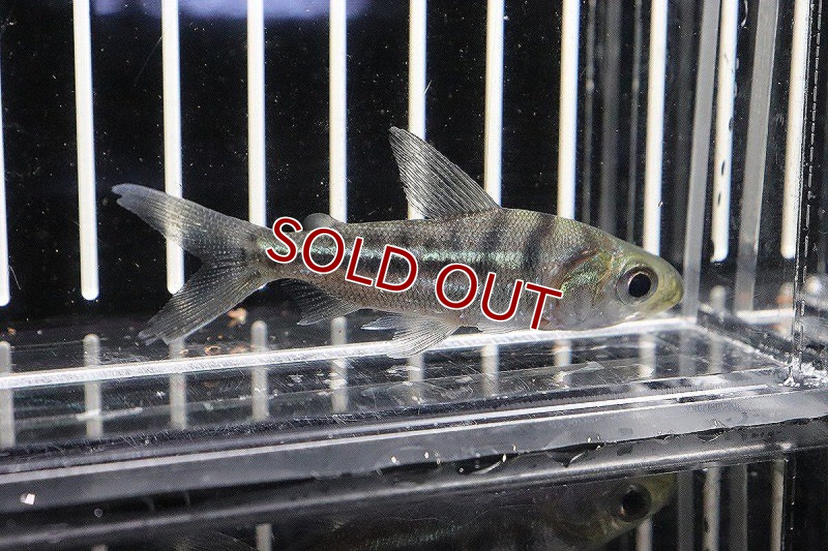 画像3: 【淡水魚】クリマタ ビッタータ ペルー産 ワイルド【1匹】(6cm)（生体）　(カラシン)（熱帯魚）NKCK (3)