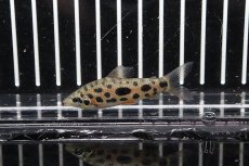 画像1: 【淡水魚】【通販】超大特価 レポリヌス  グランティ【1匹】(5cm)（生体）　(カラシン)（熱帯魚）NKCK (1)