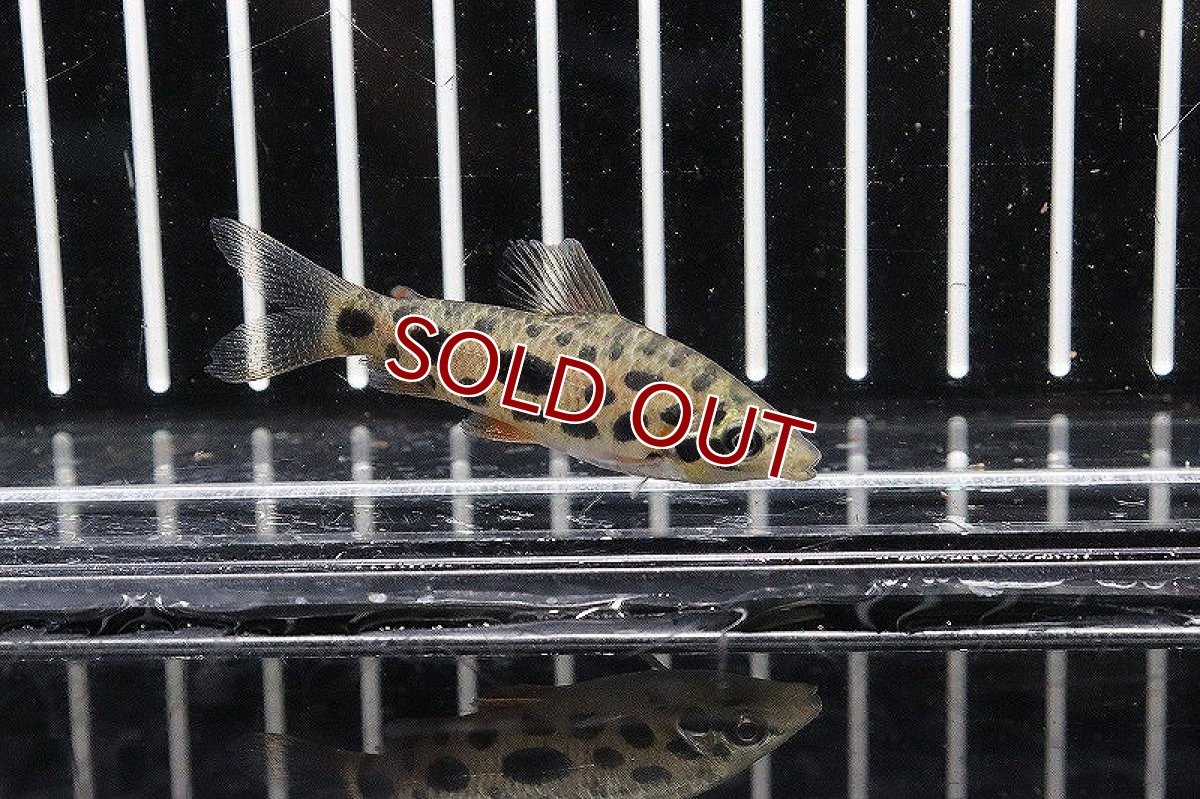 画像2: 【淡水魚】超大特価 レポリヌス  グランティ【1匹】(5cm)（生体）　(カラシン)（熱帯魚）NKCK (2)