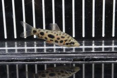 画像2: 【淡水魚】【通販】超大特価 レポリヌス  グランティ【1匹】(5cm)（生体）　(カラシン)（熱帯魚）NKCK (2)