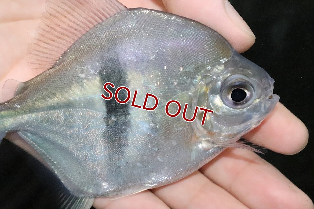 画像2: 【淡水魚】激レア ブラックバンデットミレウス アルトリオタパジョス産 ワイルド【個体販売】(11cm)(大型魚)（生体）（淡水）NKO (2)
