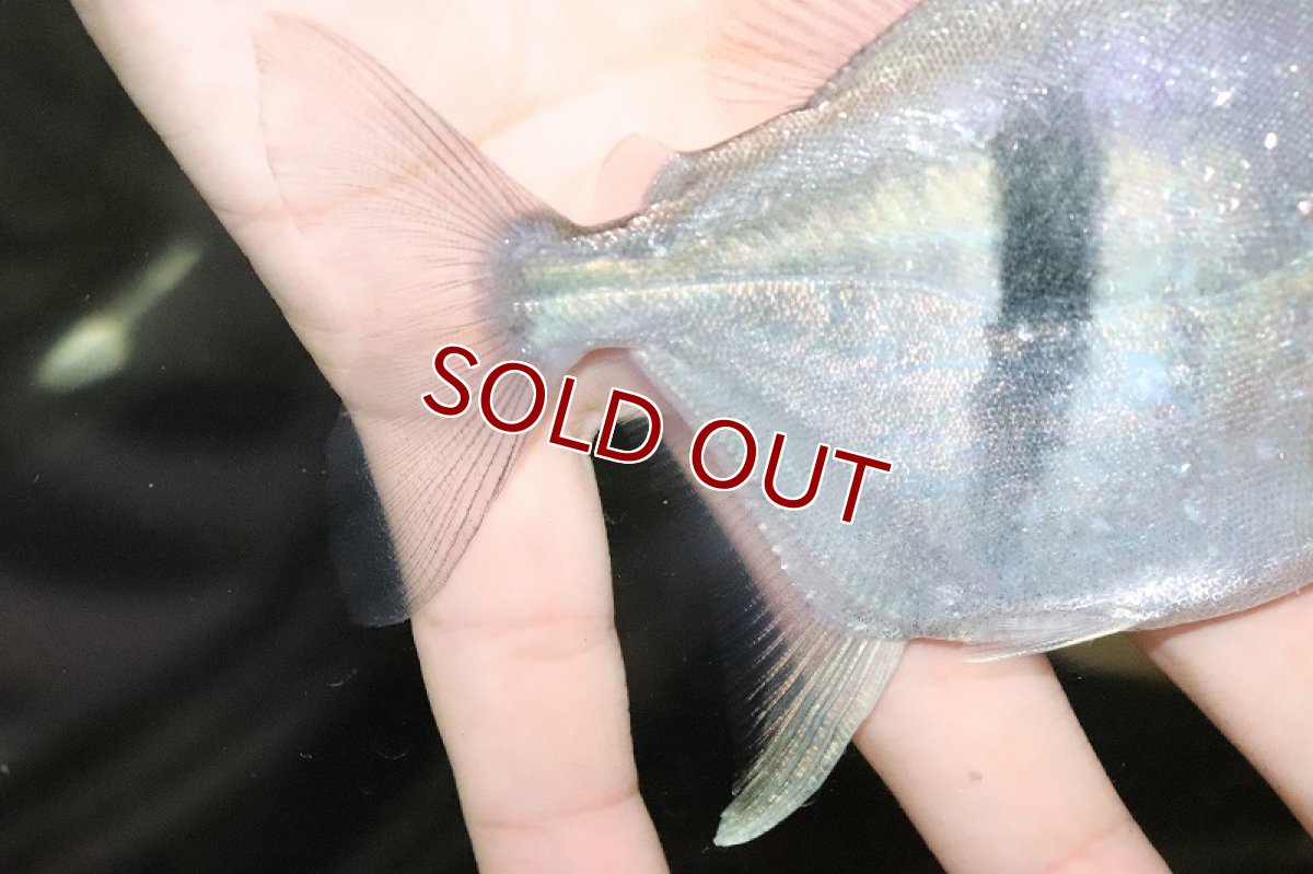 画像3: 【淡水魚】激レア ブラックバンデットミレウス アルトリオタパジョス産 ワイルド【個体販売】(11cm)(大型魚)（生体）（淡水）NKO (3)