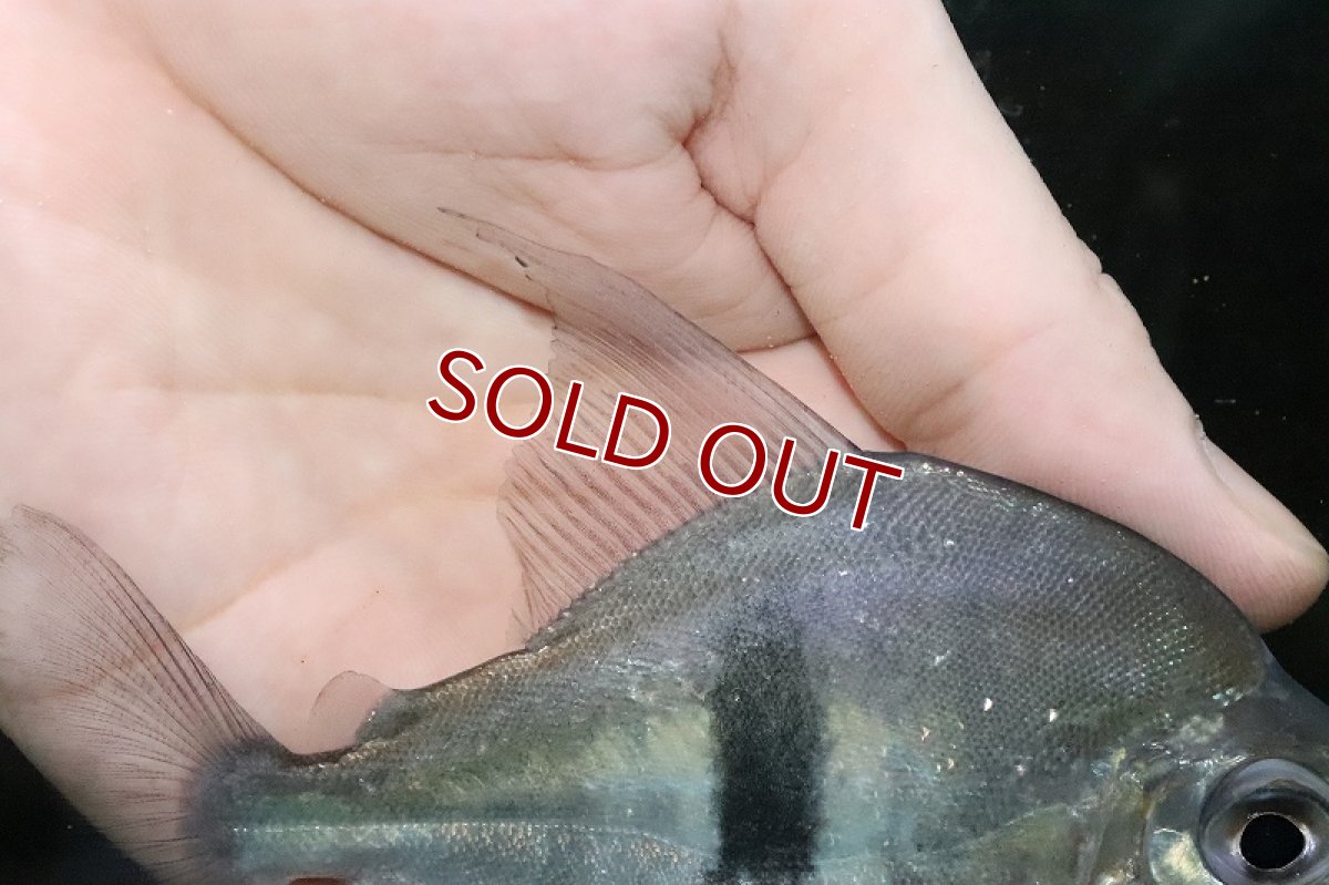 画像4: 【淡水魚】激レア ブラックバンデットミレウス アルトリオタパジョス産 ワイルド【個体販売】(11cm)(大型魚)（生体）（淡水）NKO (4)