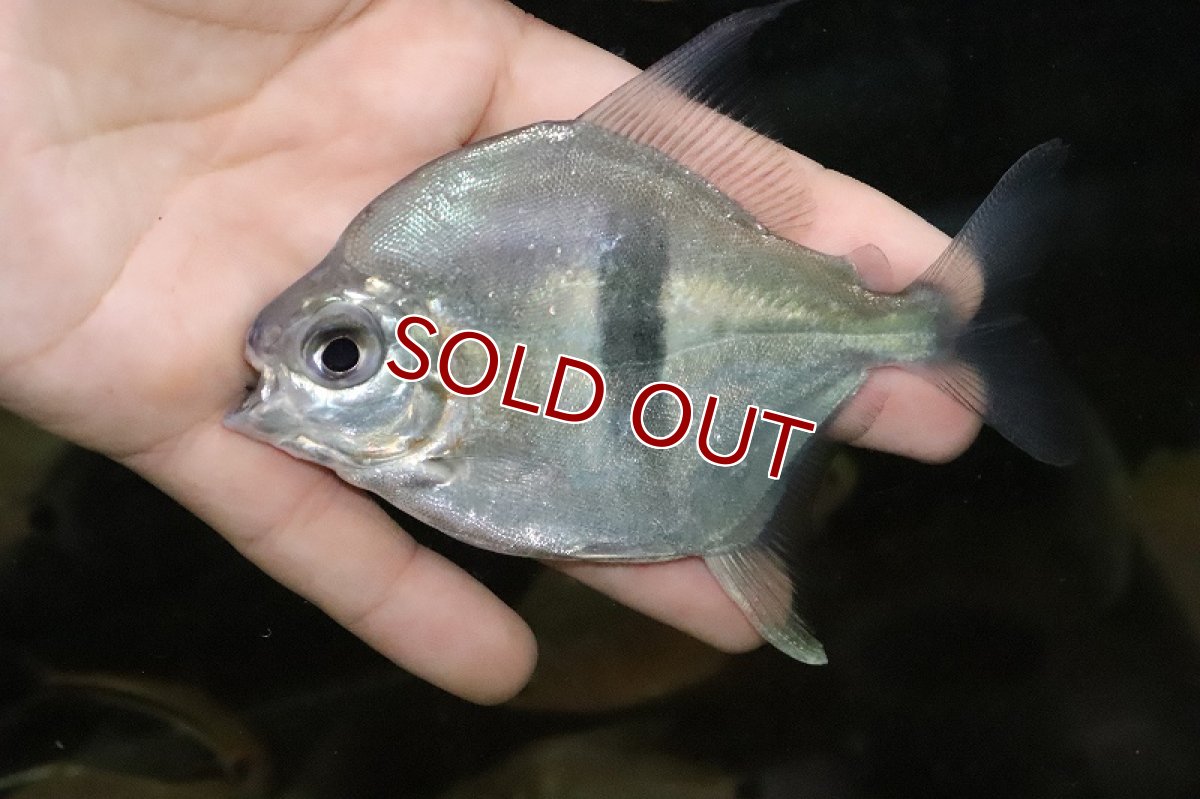 画像5: 【淡水魚】激レア ブラックバンデットミレウス アルトリオタパジョス産 ワイルド【個体販売】(11cm)(大型魚)（生体）（淡水）NKO (5)