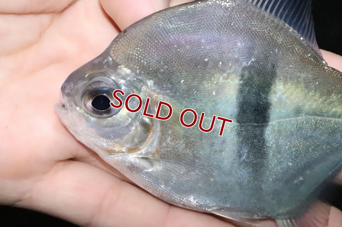 画像6: 【淡水魚】激レア ブラックバンデットミレウス アルトリオタパジョス産 ワイルド【個体販売】(11cm)(大型魚)（生体）（淡水）NKO (6)