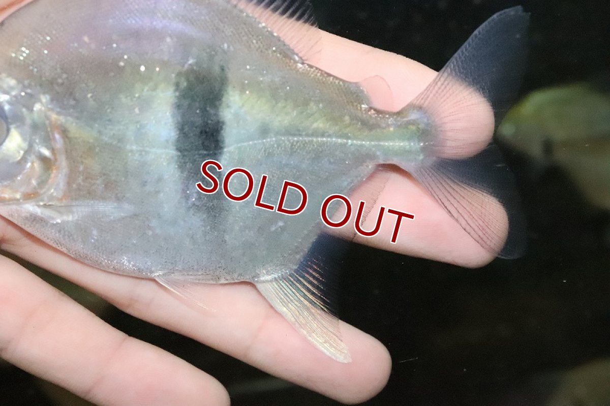 画像7: 【淡水魚】激レア ブラックバンデットミレウス アルトリオタパジョス産 ワイルド【個体販売】(11cm)(大型魚)（生体）（淡水）NKO (7)