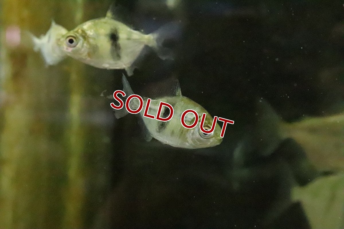 画像2: 【淡水魚】大特価 ブラックバンデットメチニス(ションベルギー)コロンビア産 ワイルド【１匹】(大型魚)(生体)(淡水)NKO (2)