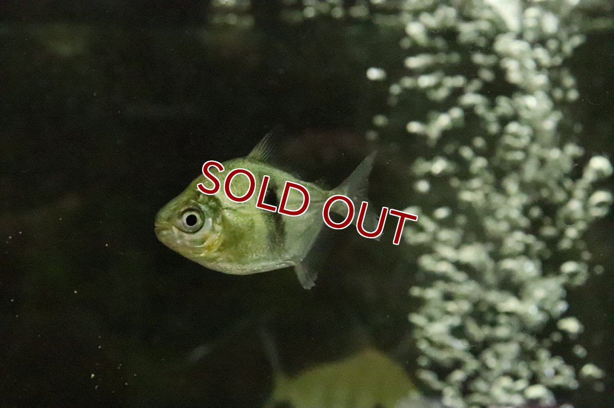 画像3: 【淡水魚】大特価 ブラックバンデットメチニス(ションベルギー)コロンビア産 ワイルド【１匹】(大型魚)(生体)(淡水)NKO (3)