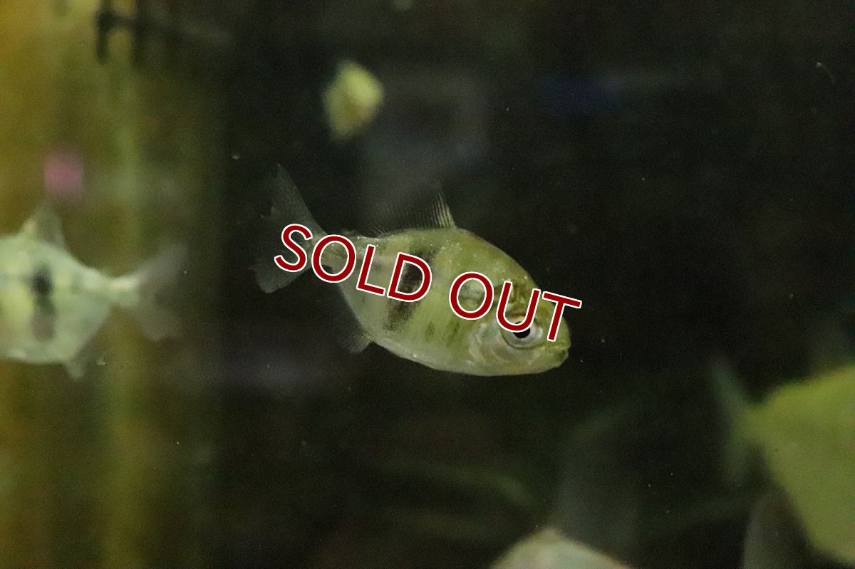 画像4: 【淡水魚】大特価 ブラックバンデットメチニス(ションベルギー)コロンビア産 ワイルド【１匹】(大型魚)(生体)(淡水)NKO (4)