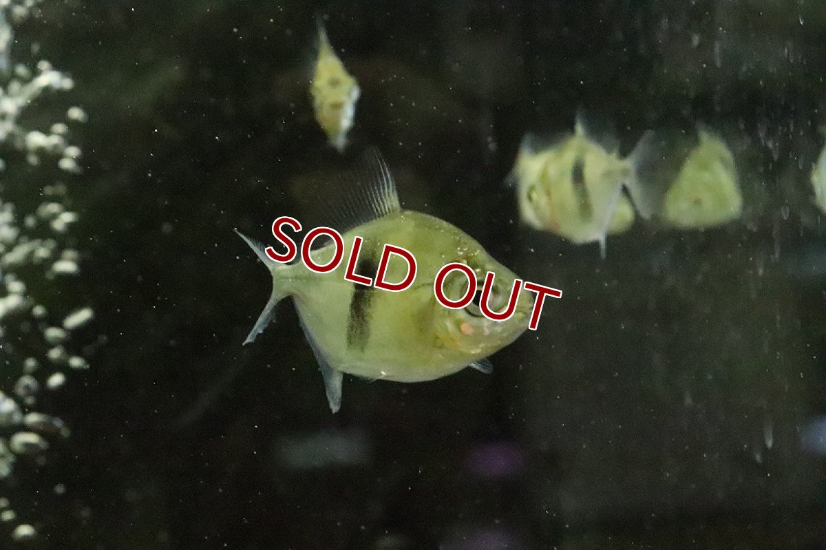 画像5: 【淡水魚】大特価 ブラックバンデットメチニス(ションベルギー)コロンビア産 ワイルド【１匹】(大型魚)(生体)(淡水)NKO (5)