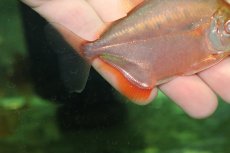画像2: 【淡水魚】【通販】新着 極赤 ローズレッドスポッテッドメチニス【1匹 サンプル画像】(±8-9cm)（大型魚）（生体）（熱帯魚）NKO (2)