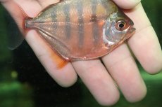 画像2: 【淡水魚】【通販】新着 極赤 ローズレッドタイガーメチニス【1匹 サンプル画像】(±8cm)（大型魚）（生体）（熱帯魚）NKO (2)