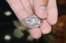 画像1: 【淡水魚】【通販】激安 スポットメチニス【1匹 サンプル画像】(±3cm)（大型魚）（生体）（熱帯魚）NKO (1)