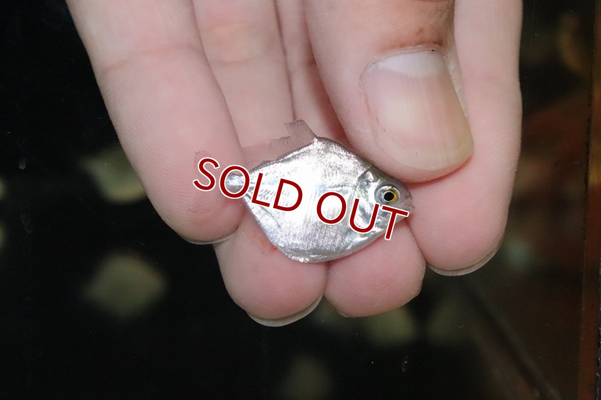 画像2: 【淡水魚】【通販】激安 メチニス【1匹 サンプル画像】(±3cm)（大型魚）（生体）（熱帯魚）NKO (2)