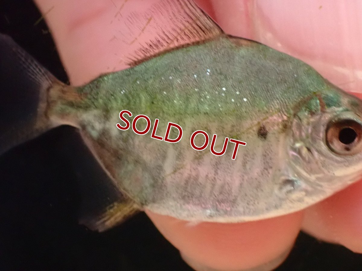 画像2: 【淡水魚】激安 ジャイアントパクー カウア【1匹 サンプル画像】(±3-4cm)（大型魚）（生体）（熱帯魚）NKO (2)