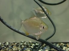 画像1: 【淡水魚】【通販】爆安 メチニス【1匹 サンプル画像】（大型魚）（生体）（熱帯魚）NKO (1)