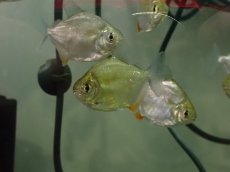 画像3: 【淡水魚】【通販】爆安 メチニス【1匹 サンプル画像】（大型魚）（生体）（熱帯魚）NKO (3)