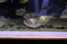 画像1: 【淡水魚】【通販】爆安 レッドコロソマ【1匹 サンプル画像】(±3cm)（大型魚）（生体）（熱帯魚）NKO (1)