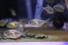 画像2: 【淡水魚】【通販】爆安 レッドコロソマ【1匹 サンプル画像】(±3cm)（大型魚）（生体）（熱帯魚）NKO (2)