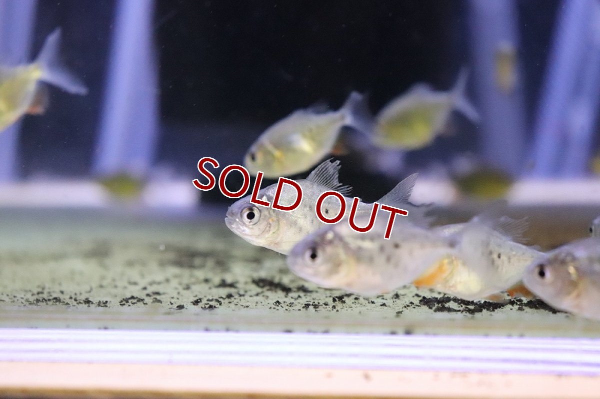 画像3: 【淡水魚】【通販】爆安 レッドコロソマ【1匹 サンプル画像】(±3cm)（大型魚）（生体）（熱帯魚）NKO (3)