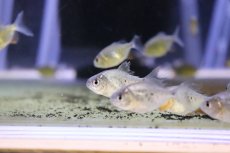 画像3: 【淡水魚】【通販】爆安 レッドコロソマ【1匹 サンプル画像】(±3cm)（大型魚）（生体）（熱帯魚）NKO (3)