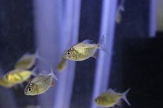 画像4: 【淡水魚】【通販】爆安 レッドコロソマ【1匹 サンプル画像】(±3cm)（大型魚）（生体）（熱帯魚）NKO (4)