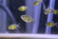 画像5: 【淡水魚】【通販】爆安 レッドコロソマ【1匹 サンプル画像】(±3cm)（大型魚）（生体）（熱帯魚）NKO (5)