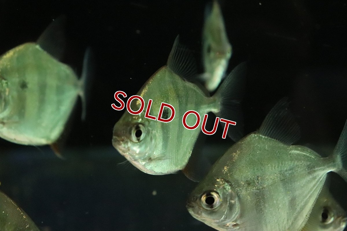 画像2: 【淡水魚】【通販】タイガーメチニス【1匹 サンプル画像】(±5-7cm)（大型魚）（生体）（熱帯魚）NKO (2)