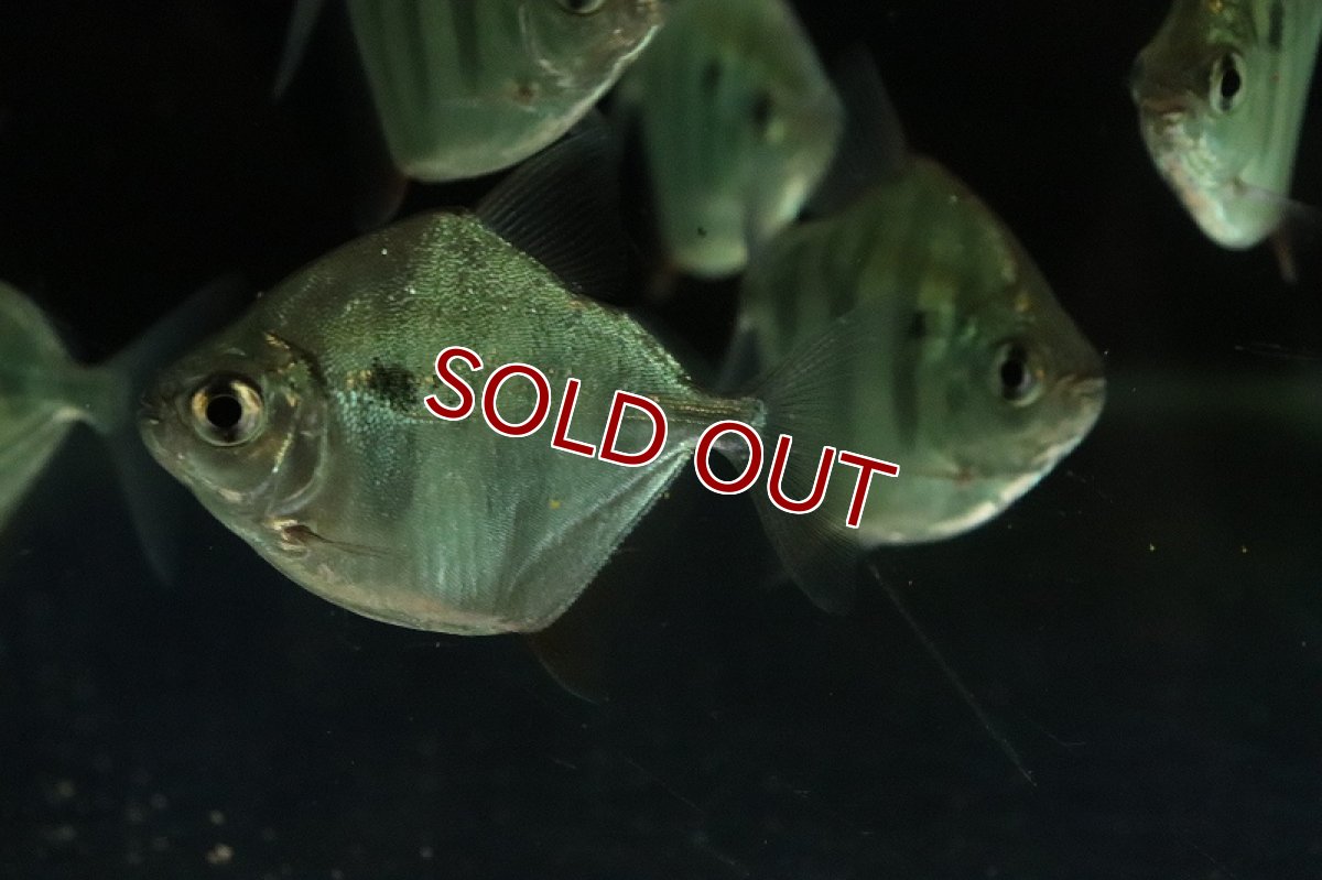 画像3: 【淡水魚】【通販】タイガーメチニス【1匹 サンプル画像】(±5-7cm)（大型魚）（生体）（熱帯魚）NKO (3)