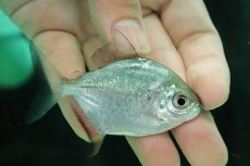 画像1: 【淡水魚】【通販】激レア パクーカラーニャ リオシングー産 ワイルド【1匹 サンプル画像】(±7cm)(大型魚)(生体)(熱帯魚)NKO (1)