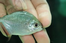 画像2: 【淡水魚】【通販】激レア パクーカラーニャ リオシングー産 ワイルド【1匹 サンプル画像】(±7cm)(大型魚)(生体)(熱帯魚)NKO (2)