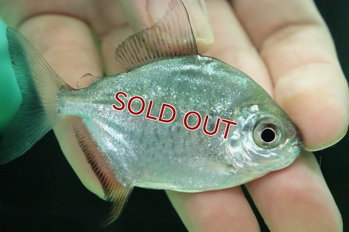 画像3: 【淡水魚】【通販】激レア パクーカラーニャ リオシングー産 ワイルド【1匹 サンプル画像】(±7cm)(大型魚)(生体)(熱帯魚)NKO (3)