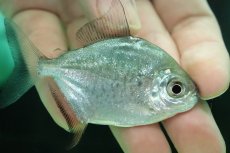 画像3: 【淡水魚】【通販】激レア パクーカラーニャ リオシングー産 ワイルド【1匹 サンプル画像】(±7cm)(大型魚)(生体)(熱帯魚)NKO (3)