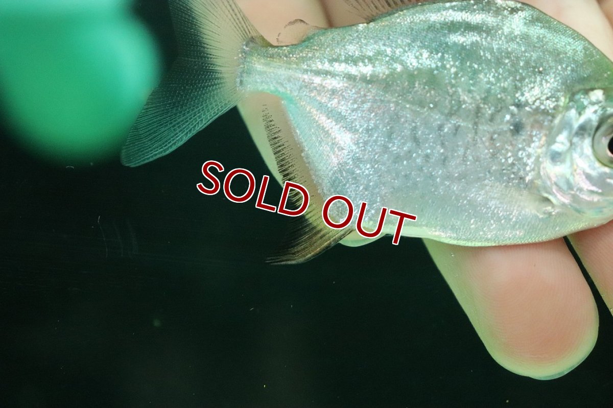 画像4: 【淡水魚】【通販】激レア パクーカラーニャ リオシングー産 ワイルド【1匹 サンプル画像】(±7cm)(大型魚)(生体)(熱帯魚)NKO (4)