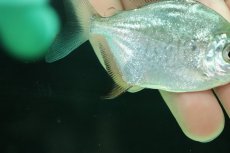 画像4: 【淡水魚】【通販】激レア パクーカラーニャ リオシングー産 ワイルド【1匹 サンプル画像】(±7cm)(大型魚)(生体)(熱帯魚)NKO (4)