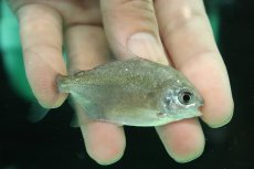 画像1: 【淡水魚】【通販】レア種 タイガードルフィンパクー リオトカンチンス産 ワイルド【1匹 サンプル画像】(±7cm)(大型魚)(生体)(熱帯魚)NKO (1)