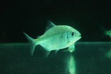 画像2: 【淡水魚】【通販】レア種 タイガードルフィンパクー リオトカンチンス産 ワイルド【1匹 サンプル画像】(±7cm)(大型魚)(生体)(熱帯魚)NKO (2)