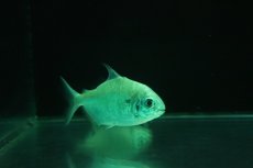 画像3: 【淡水魚】【通販】レア種 タイガードルフィンパクー リオトカンチンス産 ワイルド【1匹 サンプル画像】(±7cm)(大型魚)(生体)(熱帯魚)NKO (3)