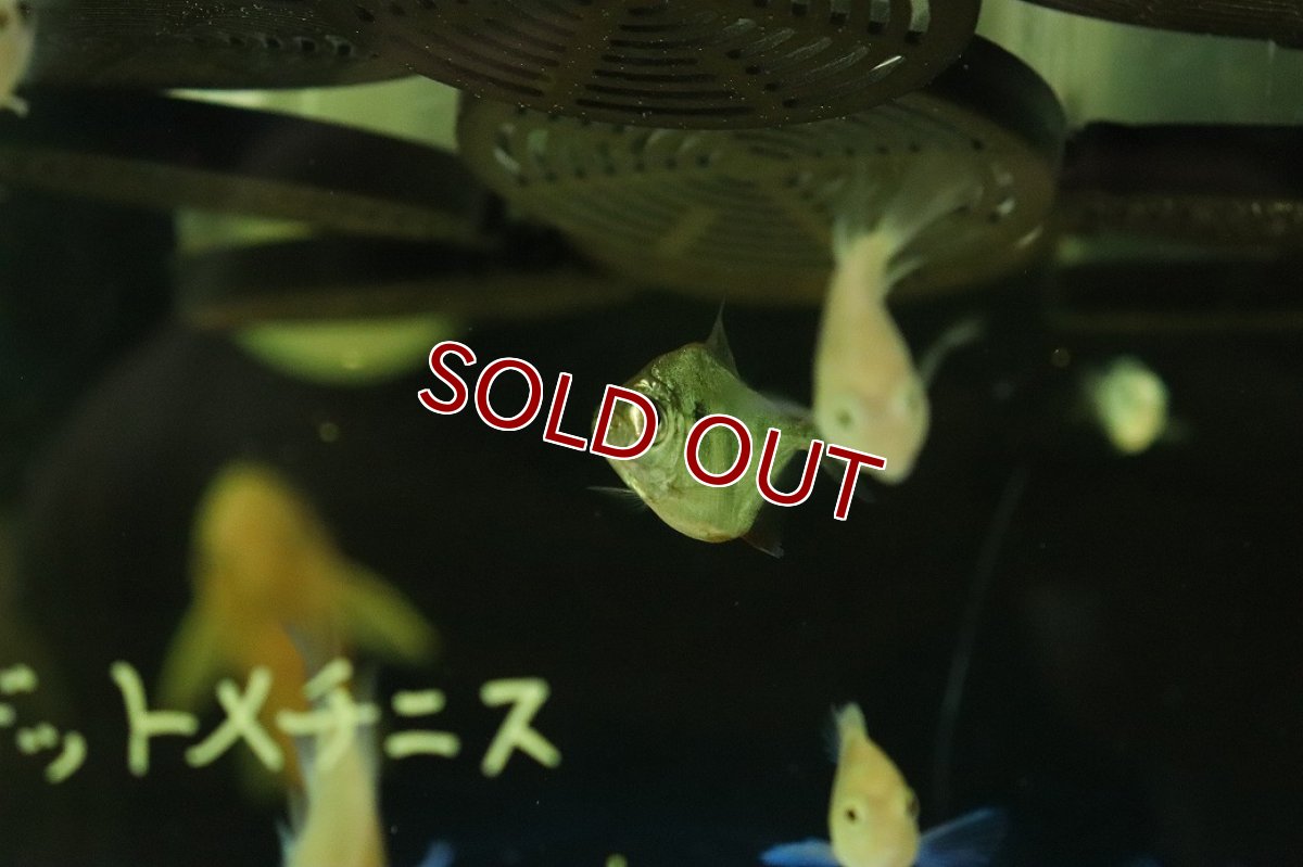 画像2: 【ボーナスセール対象個体　クーポンご利用で更に10％OFF】【淡水魚】【通販】タイガーメチニス【１匹 サンプル画像】(±3cm)(大型魚)(生体)(熱帯魚)NKO (2)