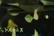 画像2: 【淡水魚】【通販】タイガーメチニス【１匹 サンプル画像】(±3cm)(大型魚)(生体)(熱帯魚)NKO (2)