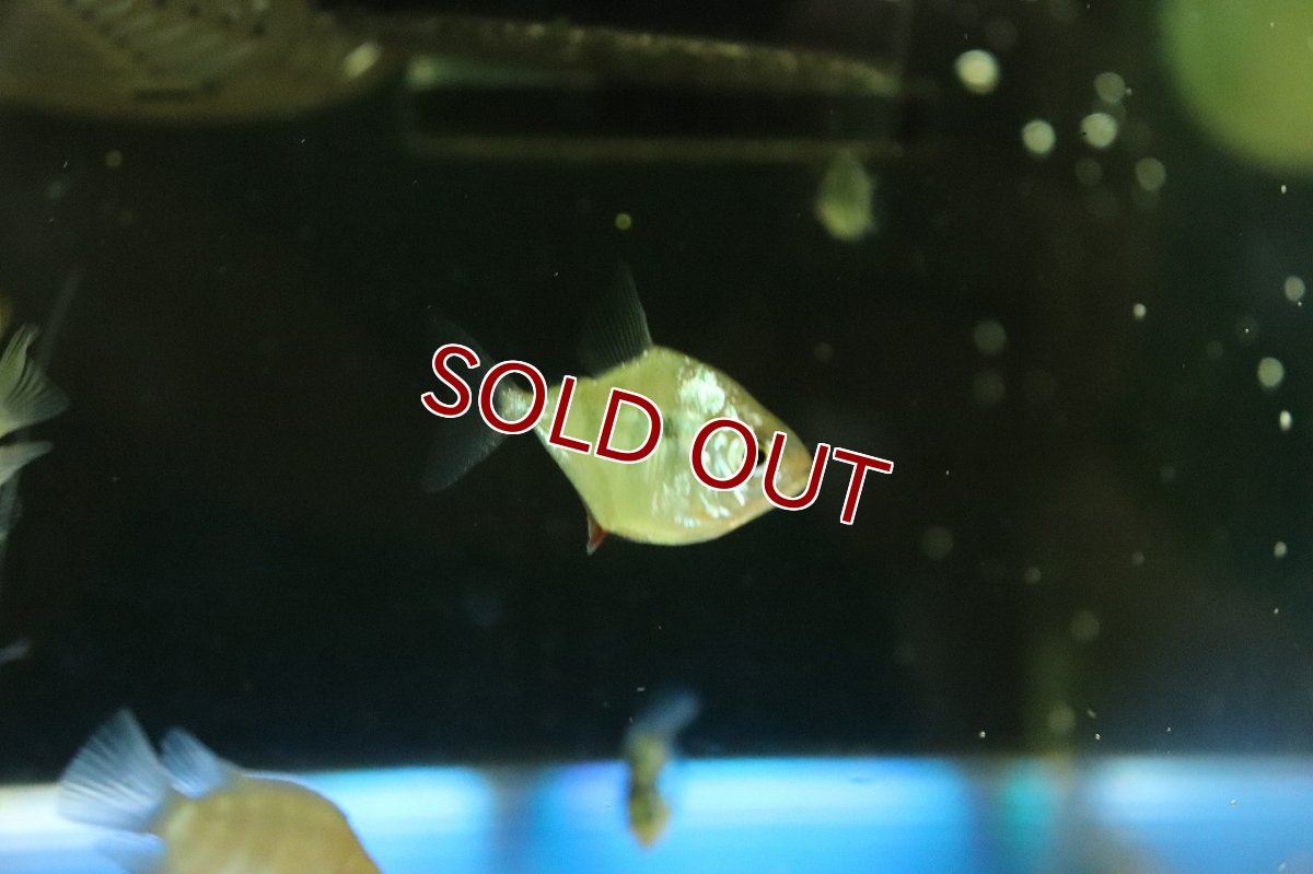 画像3: 【ボーナスセール対象個体　クーポンご利用で更に10％OFF】【淡水魚】【通販】タイガーメチニス【１匹 サンプル画像】(±3cm)(大型魚)(生体)(熱帯魚)NKO (3)