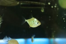 画像3: 【淡水魚】【通販】タイガーメチニス【１匹 サンプル画像】(±3cm)(大型魚)(生体)(熱帯魚)NKO (3)