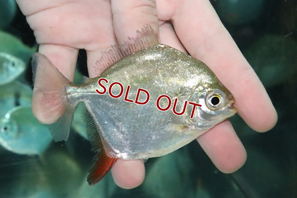 画像1: 【淡水魚】【通販】大きめ レッドフックメチニス【１匹 サンプル画像】(±8-9cm)(大型魚)(生体)(熱帯魚)NKO (1)