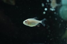 画像1: 【淡水魚】【通販】アルビノレッドコロソマ【１匹 サンプル画像】(大型魚)(生体)(熱帯魚)NKO (1)
