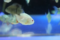 画像2: 【淡水魚】【通販】アルビノレッドコロソマ【１匹 サンプル画像】(大型魚)(生体)(熱帯魚)NKO (2)