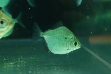 画像1: 【淡水魚】【通販】メチニス オリノコエンシス ワイルド【1匹 サンプル画像】(大型魚)(生体)(熱帯魚)NKO (1)